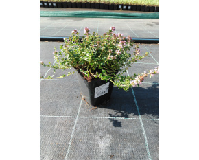 Thymus x citriodorus ‘Sambesi’
