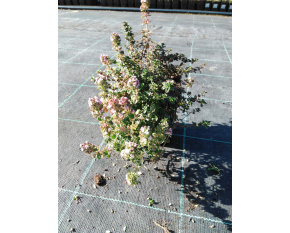 Thymus x citriodorus ‘Sambesi’