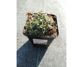 Nepeta racemosa ‘Blue Wonder’