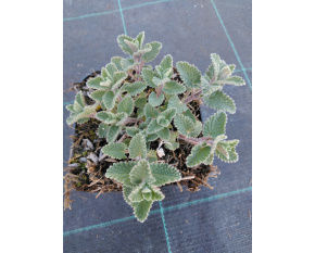 Nepeta racemosa ‘Blue Wonder’