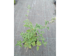 Nepeta racemosa ‘Blue Wonder’