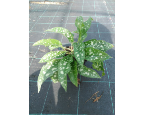 Pulmonaria ‘Trevi Fountain’