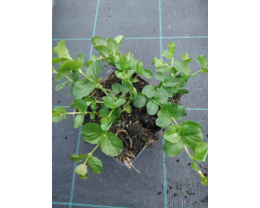 Lysimachia nummularia