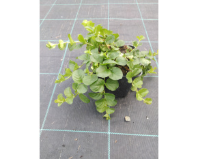 Lysimachia nummularia