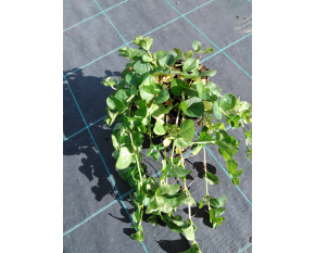 Lysimachia nummularia