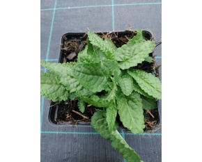 Stachys monnieri ‘Hummelo’