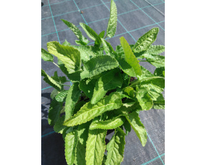 Stachys monnieri ‘Hummelo’