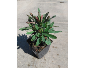 Euphorbia amygdaloides ‘Purpurea’