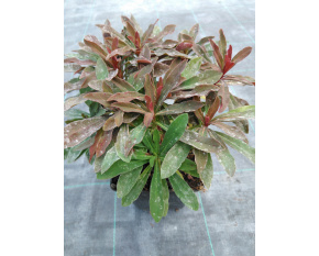 Euphorbia amygdaloides ‘Purpurea’