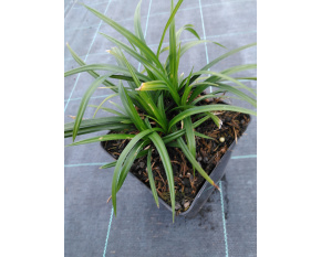 Carex morrowii ‘Irish Green’