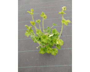 Tellima grandiflora