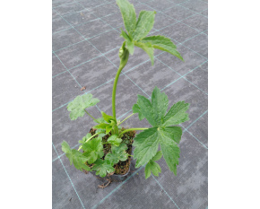 Astrantia major