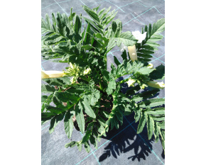 Incarvillea delavayi