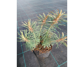 Euphorbia cyparissias ‘Fens Ruby’