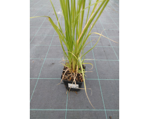 Cortaderia selloana