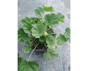 Lavatera thuringiaca