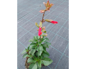 Salvia ‘Ember's Wish’