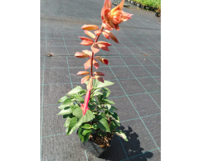 Salvia ‘Ember's Wish’