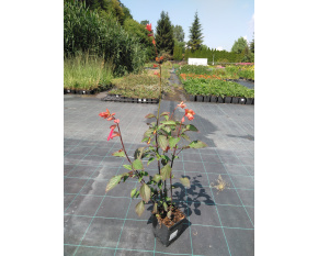 Salvia ‘Ember's Wish’
