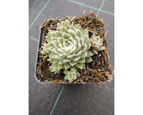 Sempervivum ‘Rosa Mädchen’