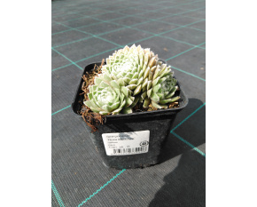 Sempervivum ‘Rosa Mädchen’