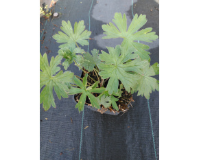 Geranium pratense