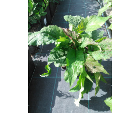 Aster divaricatus ‘Eastern Star’