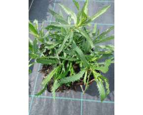 Achillea decolorans