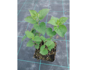 Monarda fistulosa x tetraploid