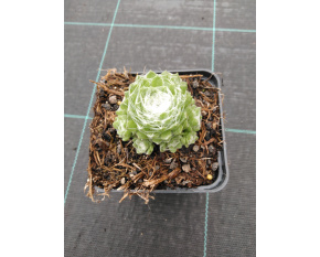Sempervivum ‘Sirius’