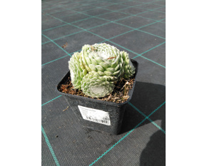 Sempervivum ‘Sirius’