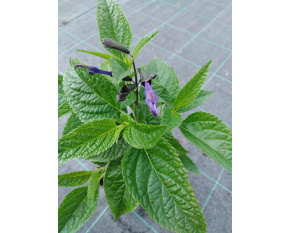 Salvia guaranitica ‘Black and Blue’