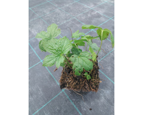 Geranium nodosum