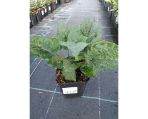 Aster divaricatus