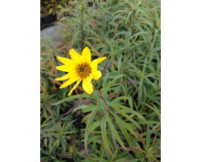 Helianthus salicifolius var. orgyalis