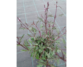 Verbena officinalis ‘Bampton’