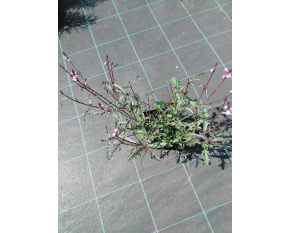 Verbena officinalis ‘Bampton’