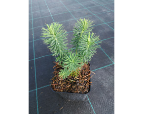 Euphorbia deflexa