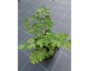 Corydalis elata
