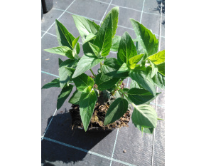 Monarda menthifolia