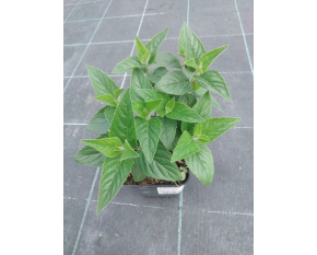 Monarda menthifolia