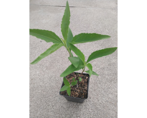 Helianthus atrorubens ‘Giganteus’