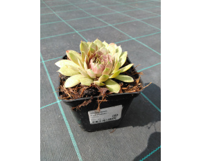 Sempervivum ‘Pink Pomelo’