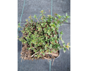 Thymus praecox