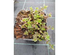 Thymus praecox