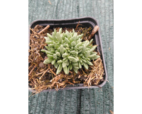 Delosperma ‘Sundella Apricot’