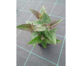 Monarda bradburiana ‘Ozark’