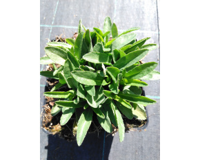 Leucanthemum maximum ‘Sweet Daisy Shelly’