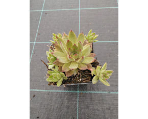 Sempervivum ‘Leo’