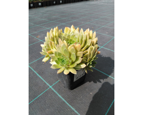 Sempervivum ‘Leo’